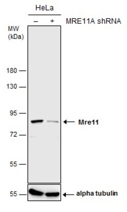 Invitrogen MRE11 Polyclonal Antibody 100 &mu;L; Unconjugated:Antibodies,