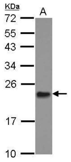 Invitrogen MRPL11 Polyclonal Antibody 100 &mu;L; Unconjugated:Antibodies,