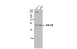 Invitrogen MRPL11 Polyclonal Antibody 100 &mu;L; Unconjugated:Antibodies,