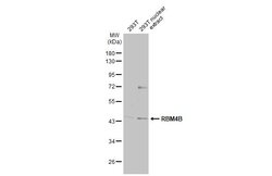 Invitrogen RBM4B Polyclonal Antibody 100 &mu;L | Buy Online | Invitrogen&trade; | Fisher Scientific