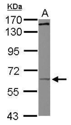 KIF19 Polyclonal Antibody, Invitrogen 100 &mu;L; Unconjugated:Antibodies,