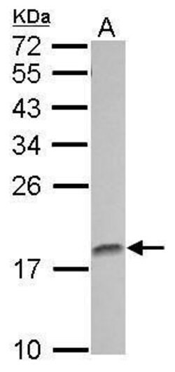 AMELX Polyclonal Antibody:Antibodies, Polyclonal