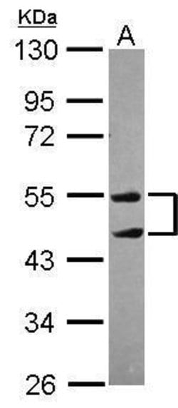 Invitrogen TRIM10 Polyclonal Antibody 100 &mu;L; Unconjugated:Antibodies,