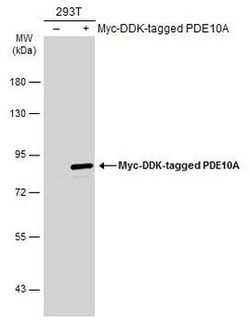 Invitrogen PDE10A Polyclonal Antibody 100 &mu;L | Buy Online | Invitrogen&trade; | Fisher Scientific