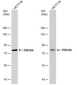 Invitrogen PDE10A Polyclonal Antibody 100 &mu;L | Buy Online | Invitrogen&trade; | Fisher Scientific