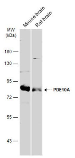 Invitrogen PDE10A Polyclonal Antibody 100 &mu;L | Buy Online | Invitrogen&trade; | Fisher Scientific