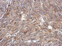 Invitrogen KCTD4 Polyclonal Antibody 100 μL; Unconjugated:Antibodies,