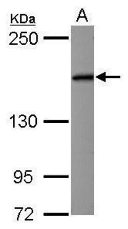 Invitrogen eIF3a Polyclonal Antibody 100 &mu;L; Unconjugated:Antibodies,