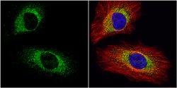 Invitrogen eIF3a Polyclonal Antibody 100 &mu;L; Unconjugated:Antibodies,