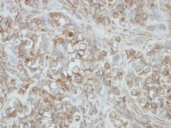 Invitrogen PCDHA3 Polyclonal Antibody 100 &mu;L; Unconjugated:Antibodies,