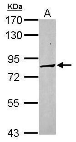 Invitrogen PCDHA3 Polyclonal Antibody 100 &mu;L; Unconjugated:Antibodies,