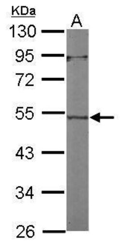 Invitrogen Actin-like 7A Polyclonal Antibody 100 &mu;L; Unconjugated:Antibodies,