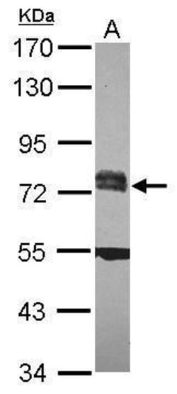Invitrogen RC74 Polyclonal Antibody 100 &mu;L; Unconjugated:Antibodies,
