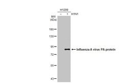 Invitrogen Influenza A PA Polyclonal Antibody 100 &mu;L | Buy Online | Invitrogen&trade; | Fisher Scientific