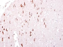 Invitrogen GTPBP3 Polyclonal Antibody 100 &mu;L; Unconjugated:Antibodies,