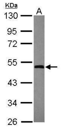 Invitrogen GTPBP3 Polyclonal Antibody 100 &mu;L; Unconjugated:Antibodies,