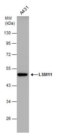 Invitrogen LSM11 Polyclonal Antibody 100 &mu;L | Buy Online | Invitrogen&trade; | Fisher Scientific