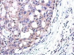 Invitrogen SRM Polyclonal Antibody 100 &mu;L; Unconjugated:Antibodies,