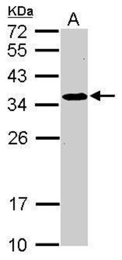 Invitrogen SRM Polyclonal Antibody 100 &mu;L; Unconjugated:Antibodies,