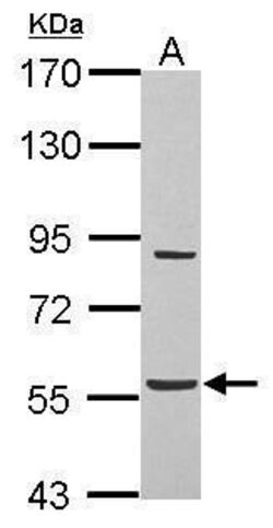 Invitrogen BAT5 Polyclonal Antibody 100 &mu;L; Unconjugated:Antibodies,