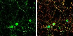 Invitrogen DOC2A Polyclonal Antibody 100 &mu;L; Unconjugated:Antibodies,
