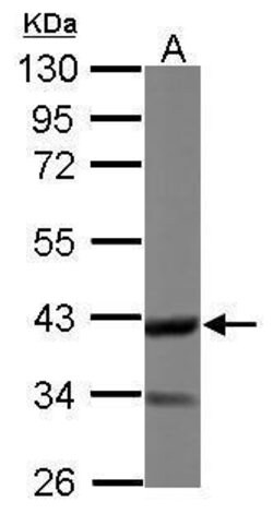 Invitrogen DOC2A Polyclonal Antibody 100 &mu;L; Unconjugated:Antibodies,
