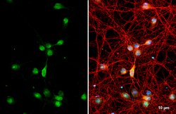 Invitrogen RAB11B Polyclonal Antibody 100 &mu;L; Unconjugated:Antibodies,