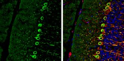 Invitrogen RAB11B Polyclonal Antibody 100 &mu;L; Unconjugated:Antibodies,