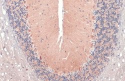 Invitrogen RAB11B Polyclonal Antibody 100 &mu;L; Unconjugated:Antibodies,