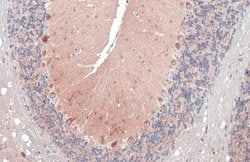 Invitrogen RAB11B Polyclonal Antibody 100 &mu;L; Unconjugated:Antibodies,