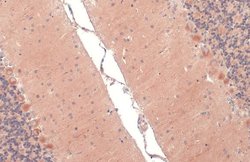 Invitrogen RAB11B Polyclonal Antibody 100 &mu;L; Unconjugated:Antibodies,