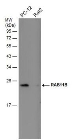Invitrogen RAB11B Polyclonal Antibody 100 &mu;L; Unconjugated:Antibodies,