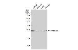 Invitrogen RAB11B Polyclonal Antibody 100 &mu;L; Unconjugated:Antibodies,