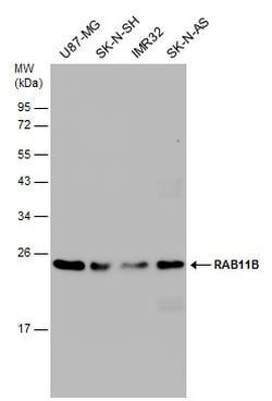 Invitrogen RAB11B Polyclonal Antibody 100 &mu;L; Unconjugated:Antibodies,