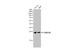Invitrogen RAB11B Polyclonal Antibody 100 &mu;L; Unconjugated:Antibodies,