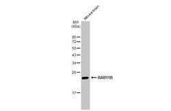 Invitrogen RAB11B Polyclonal Antibody 100 &mu;L; Unconjugated:Antibodies,