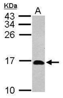Invitrogen HRSP12 Polyclonal Antibody 100 &mu;L; Unconjugated:Antibodies,