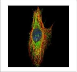 Invitrogen Septin-8 Polyclonal Antibody 100 &mu;L | Buy Online | Invitrogen&trade; | Fisher Scientific