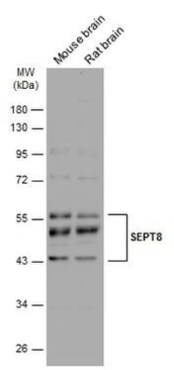 Invitrogen Septin-8 Polyclonal Antibody 100 &mu;L | Buy Online | Invitrogen&trade; | Fisher Scientific