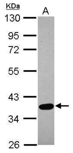 Invitrogen SPOCK3 Polyclonal Antibody 100 &mu;L | Buy Online | Invitrogen&trade; | Fisher Scientific