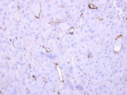 Invitrogen HECA Polyclonal Antibody 100 μL; Unconjugated:Antibodies,