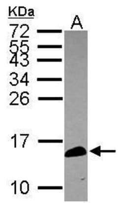 Invitrogen CALML5 Polyclonal Antibody 100 &mu;L; Unconjugated:Antibodies,