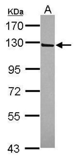 Invitrogen IFT122 Polyclonal Antibody 100 &mu;L; Unconjugated:Antibodies,