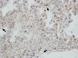 Invitrogen PCDHGC4 Polyclonal Antibody 100 &mu;L; Unconjugated:Antibodies,