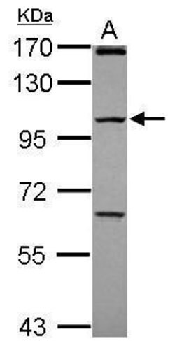 Invitrogen PCDHGC4 Polyclonal Antibody 100 &mu;L; Unconjugated:Antibodies,