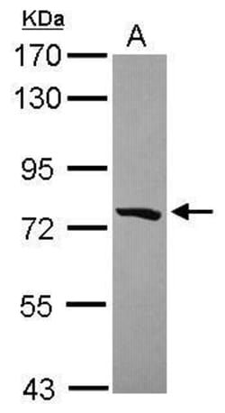Invitrogen PCDHGB5 Polyclonal Antibody 100 &mu;L | Buy Online | Invitrogen&trade; | Fisher Scientific