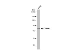 Invitrogen CPXM1 Polyclonal Antibody 100 &mu;L; Unconjugated:Antibodies,