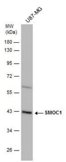 Invitrogen SMOC1 Polyclonal Antibody 100 &mu;L; Unconjugated:Antibodies,