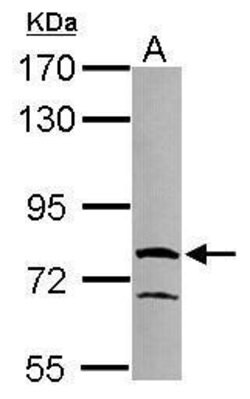 Invitrogen RUFY1 Polyclonal Antibody 100 &mu;L; Unconjugated:Antibodies,