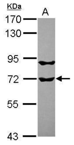 Invitrogen RUFY1 Polyclonal Antibody 100 &mu;L; Unconjugated:Antibodies,
